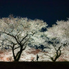 夜桜
