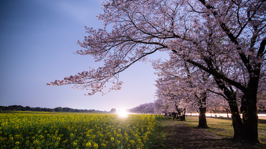 夜桜