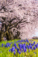 ムスカリと桜