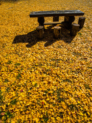 fallen leaves