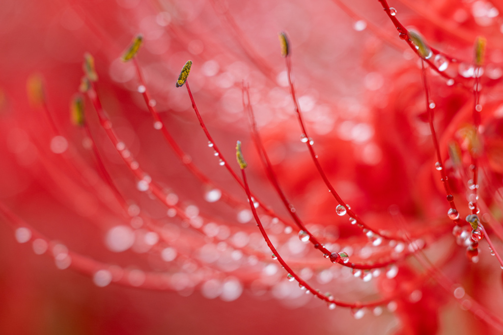 雨上がり