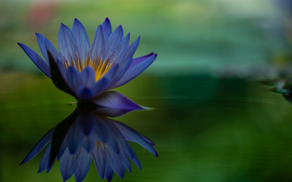 reflection