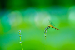 in green