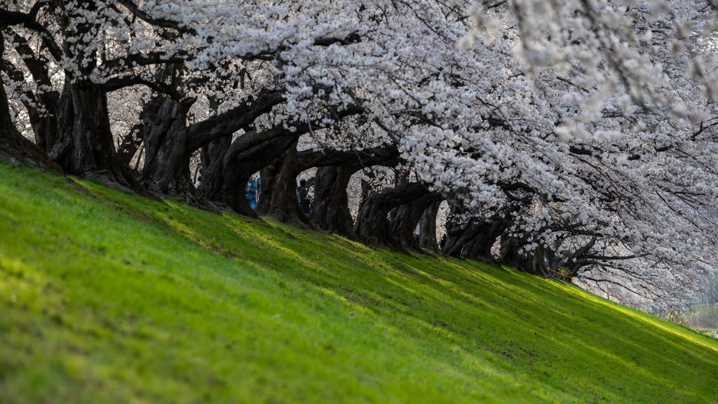 背割堤の桜