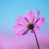 秋桜