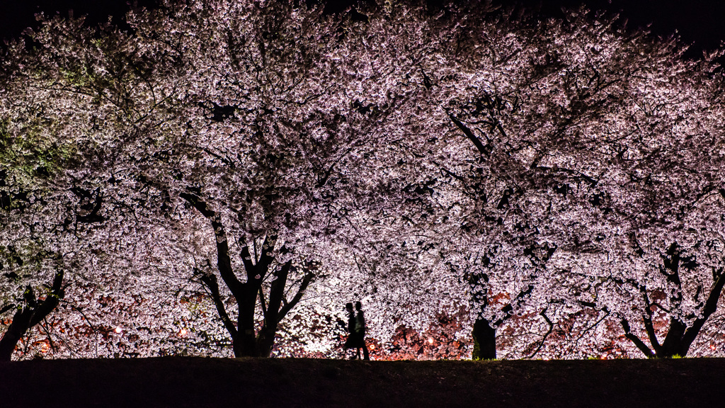 夜桜