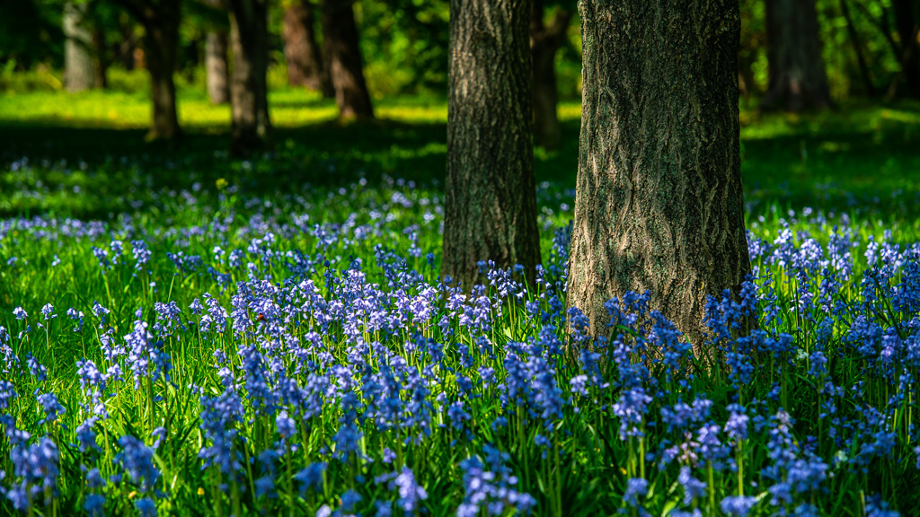 青い花の咲く場所
