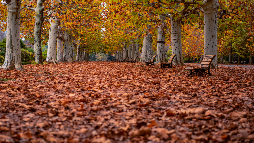 Fallen leaves