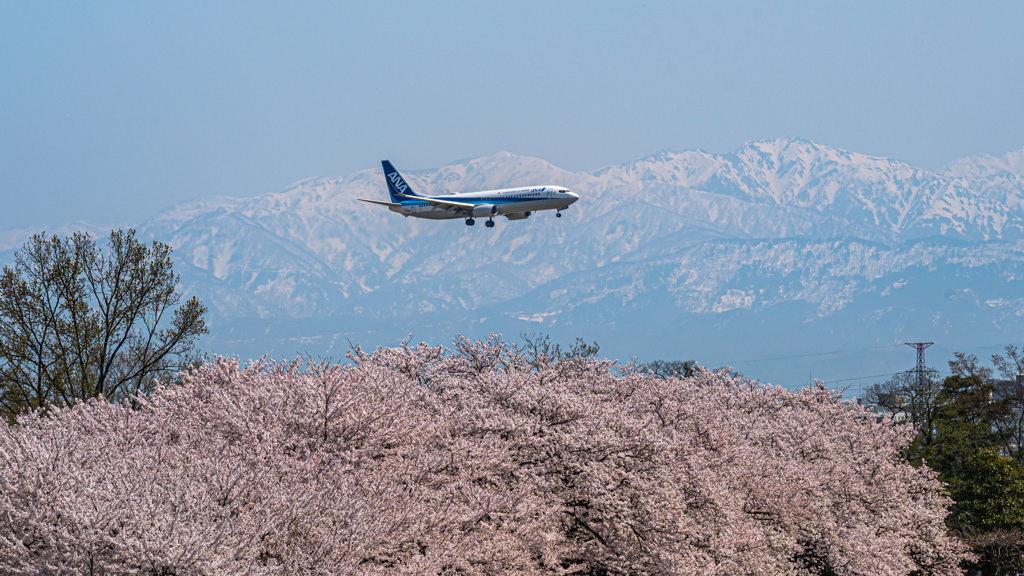 春のフライト
