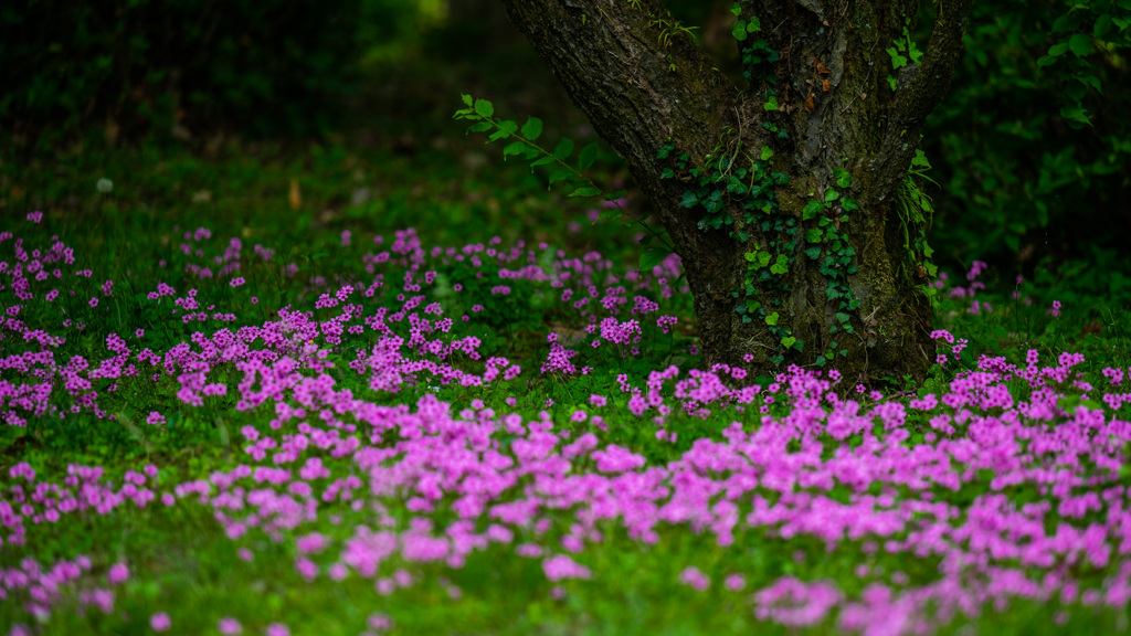 妖精の花園