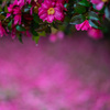 山茶花