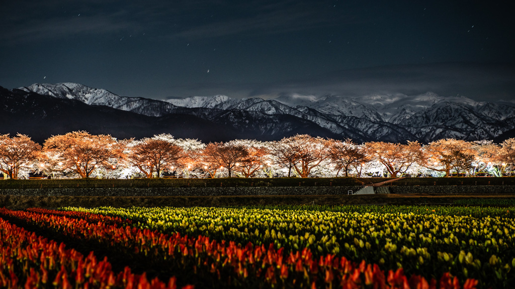 船川ベリの桜