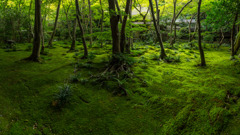 苔むす