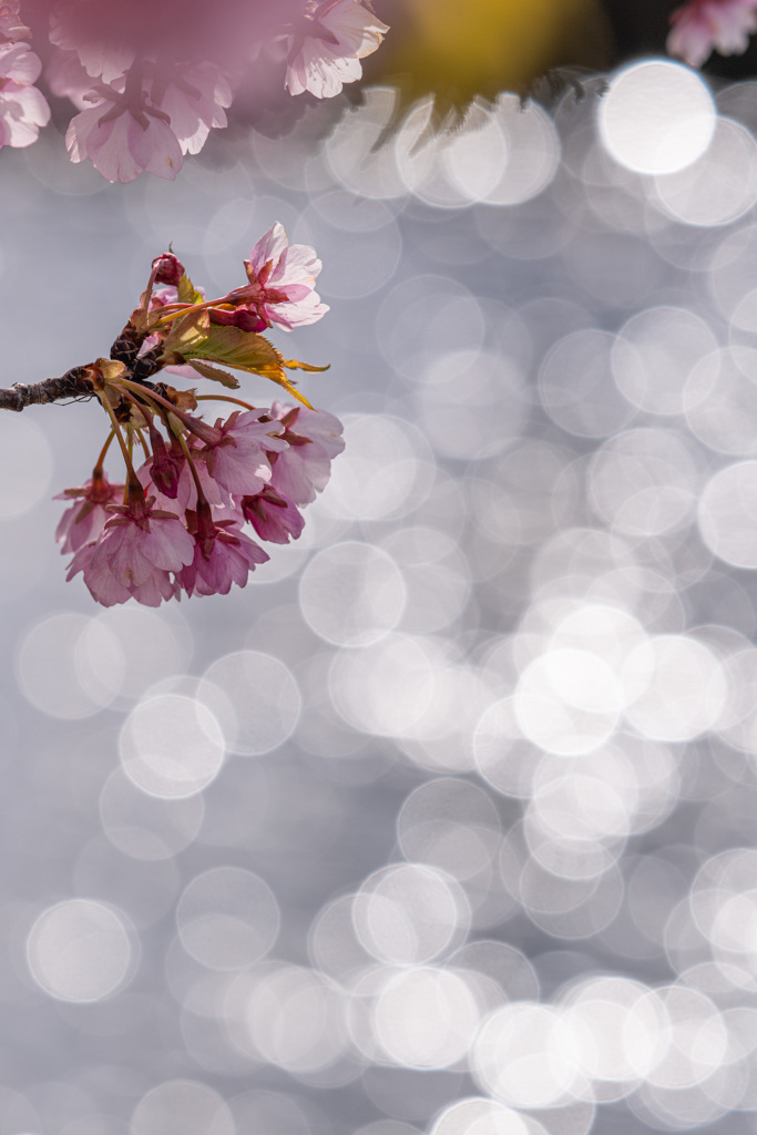 河津桜