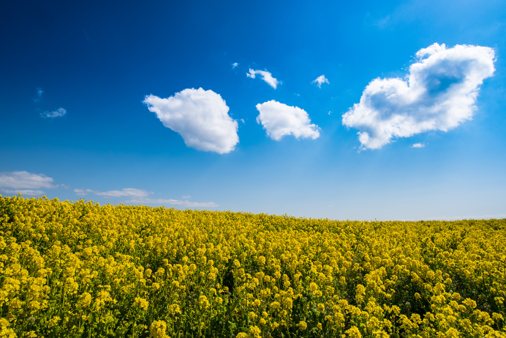 BLUE & YELLOW 