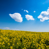 菜の花