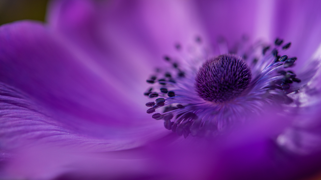 purple world