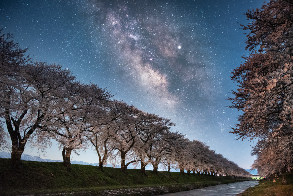 夜桜