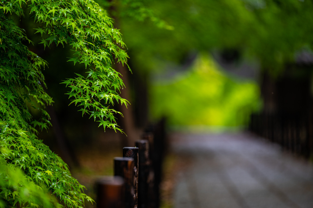 雨に濡れる