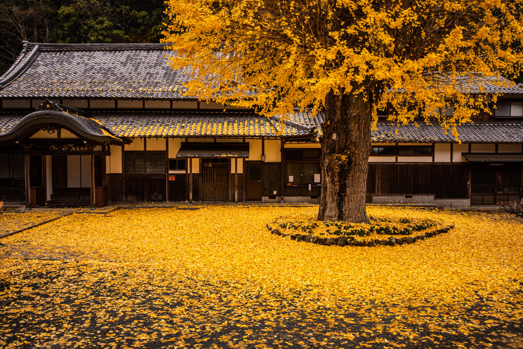 yellow circle