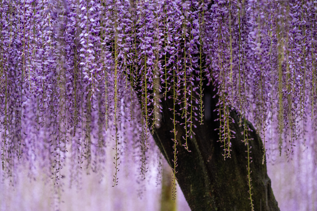 purple rain