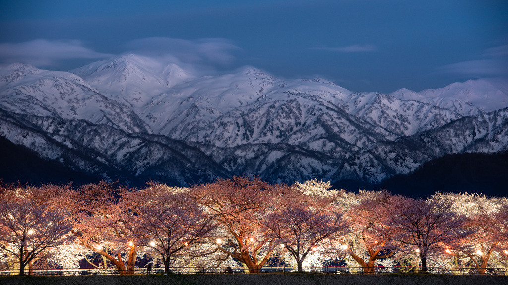 夜桜