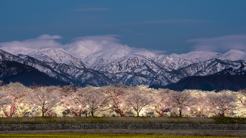 舟川ベリの桜