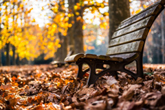 落ち葉の中のベンチ