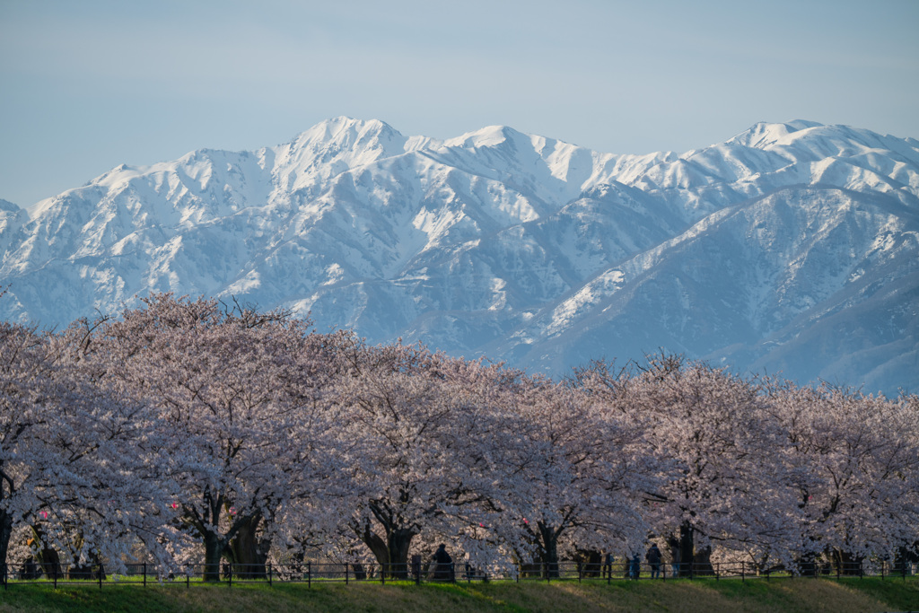 桜と雪山