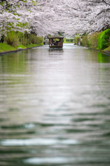 春の水路