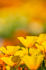  spring yellow