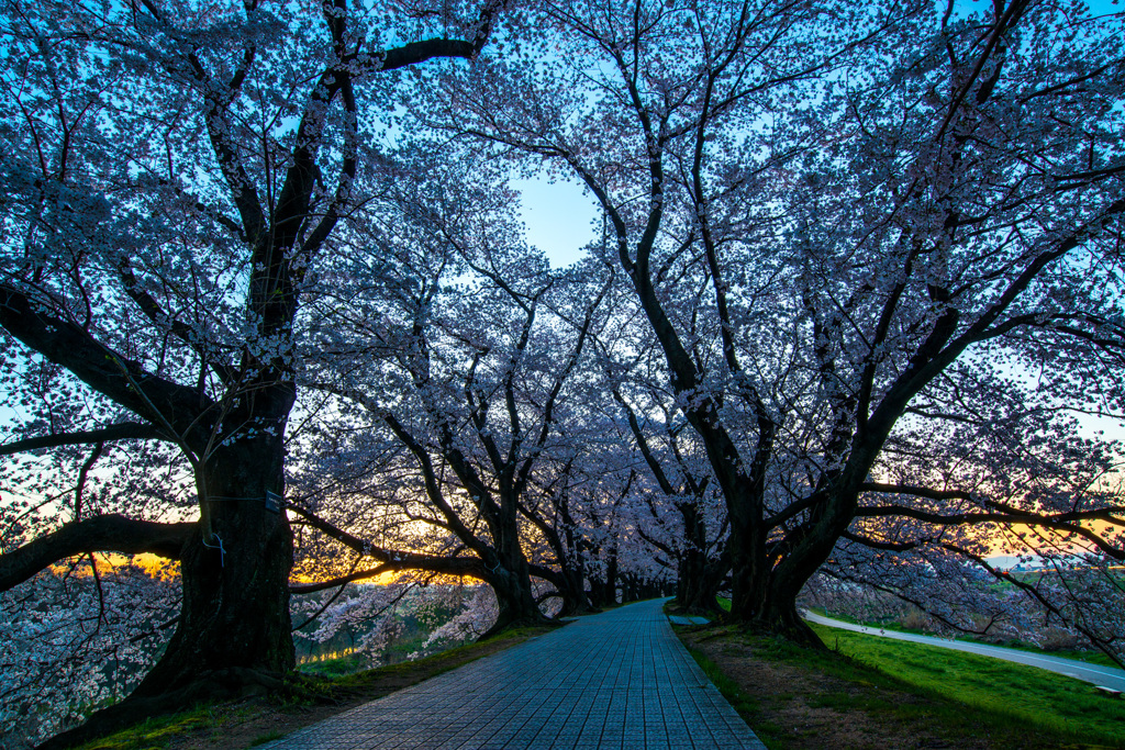夜明けの桜