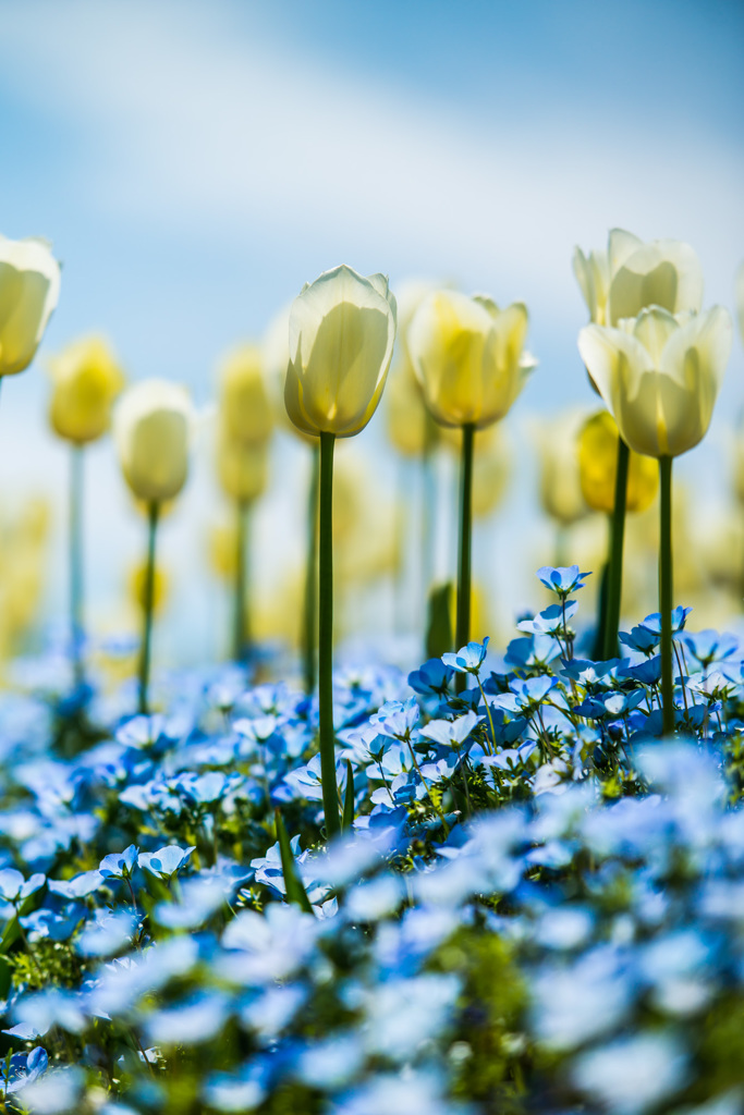 Spring blue