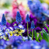 SPRING BLUE