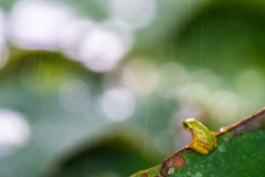 雨の季節