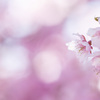 桜色