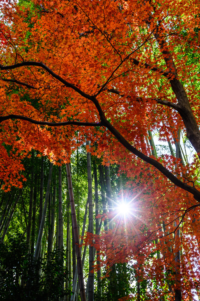 竹林の紅