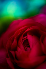 ranunculus