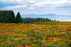 花園