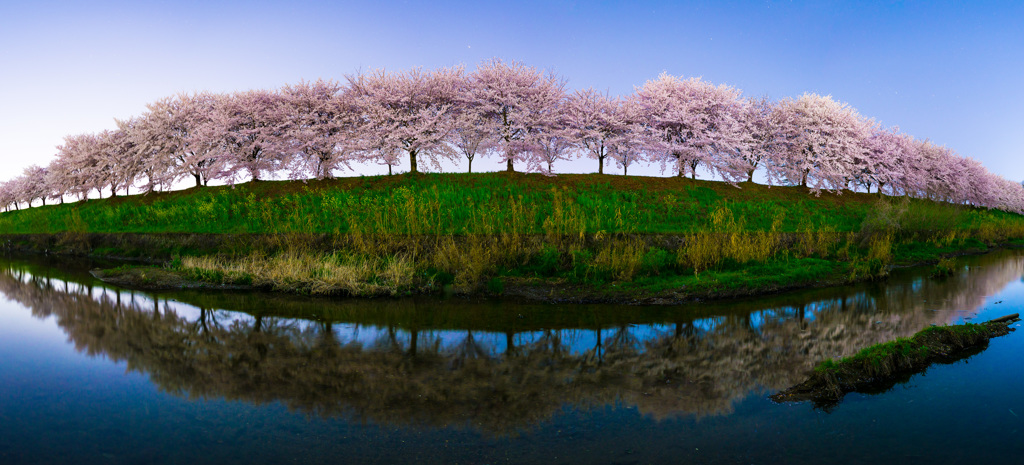 SAKURA NAMIKI