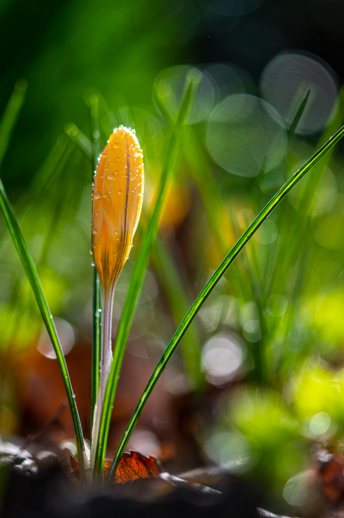 芽吹き