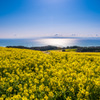 菜の花
