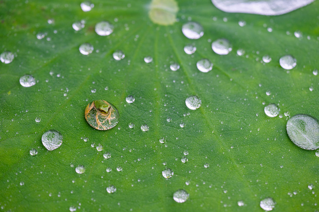 水玉