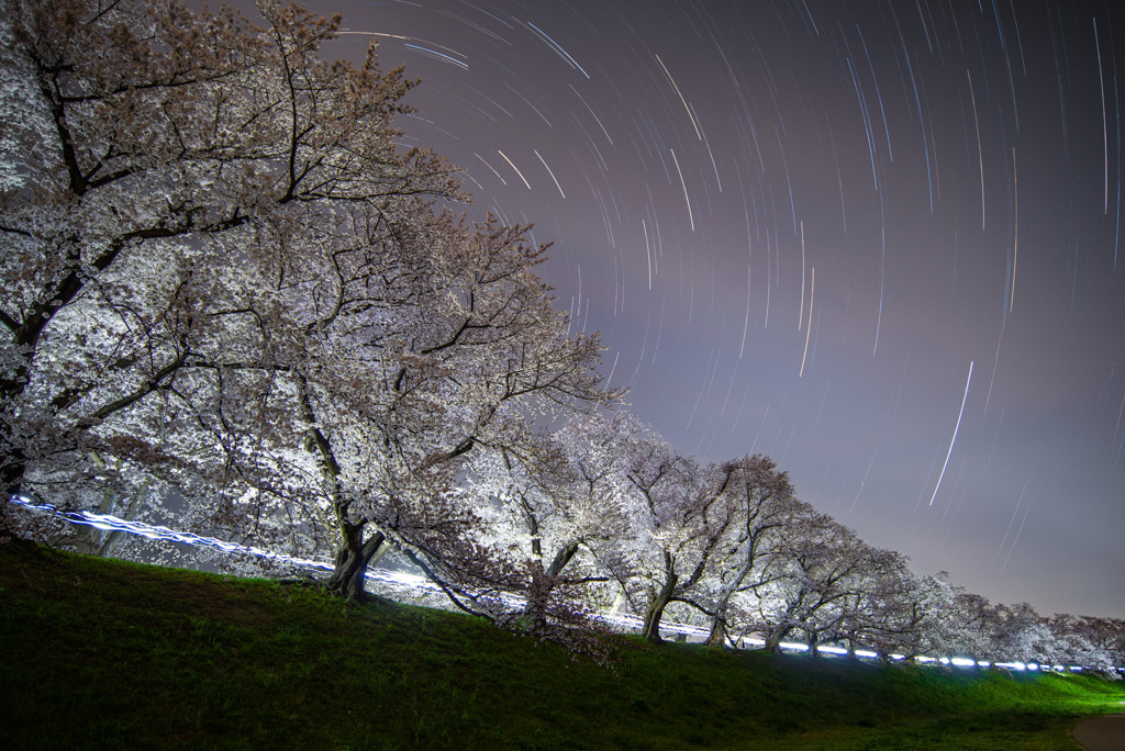 夜桜