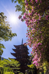 初夏の五重塔