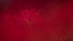 紅