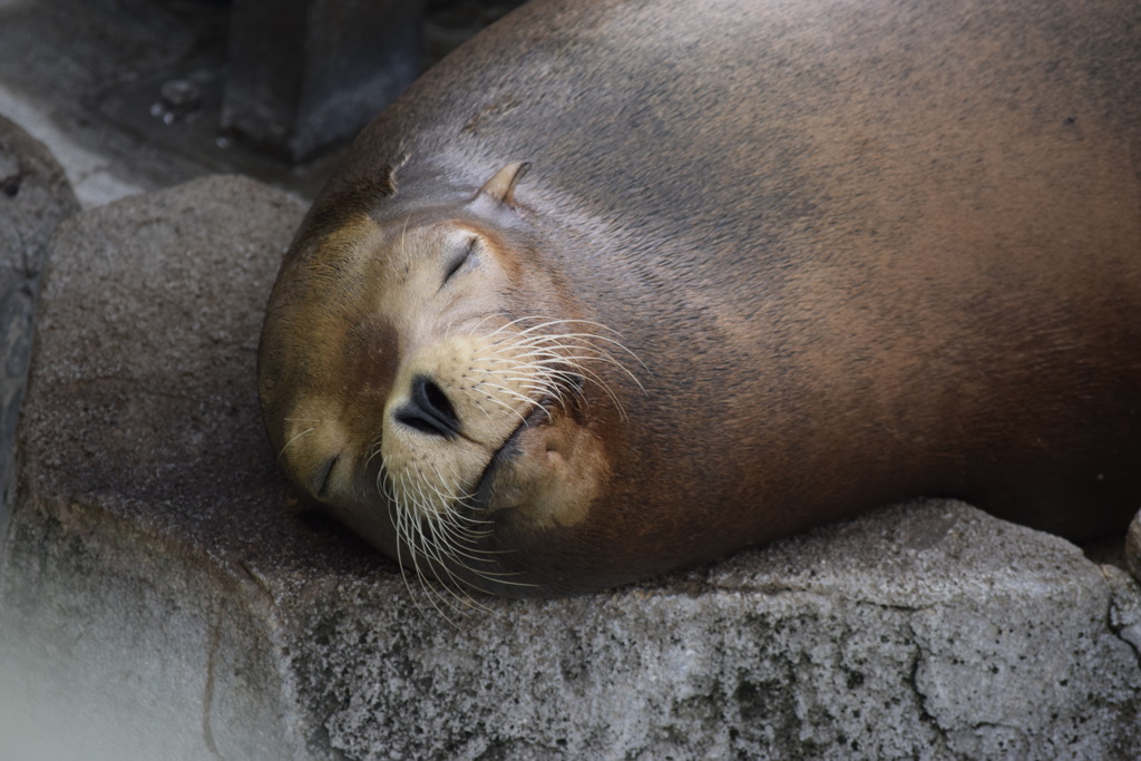 王子動物園