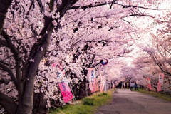 海蔵川桜祭り