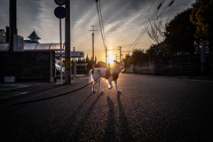 夕日に立つ　老犬「らん」