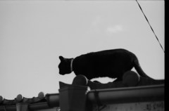 飼い猫の散歩